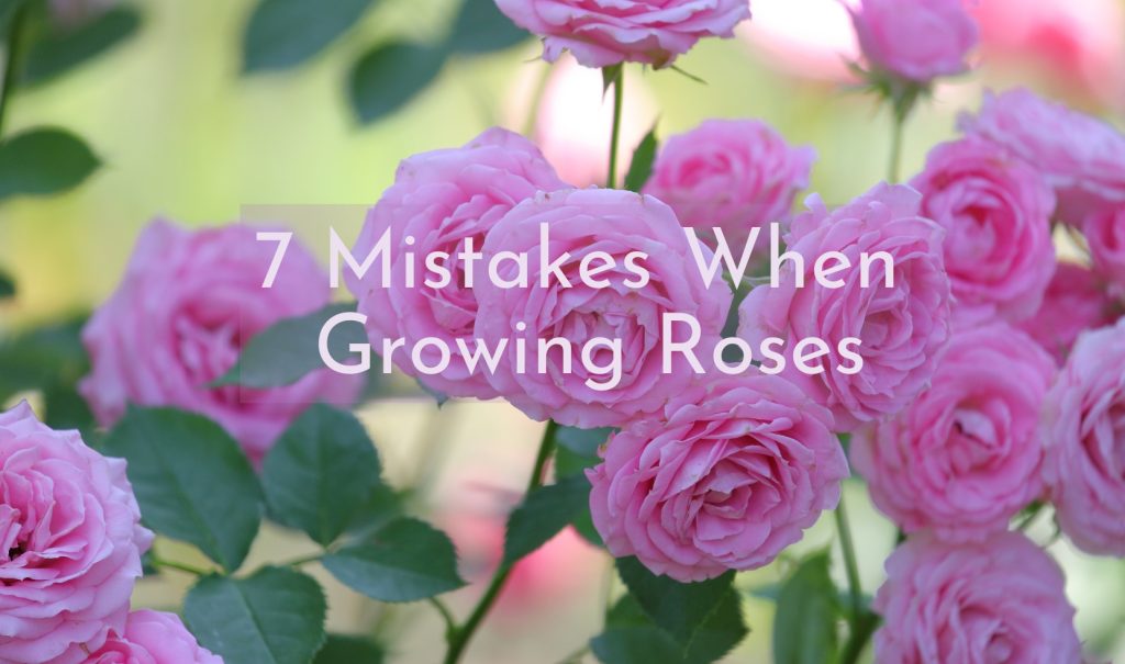 7 Mistakes When Growing Roses