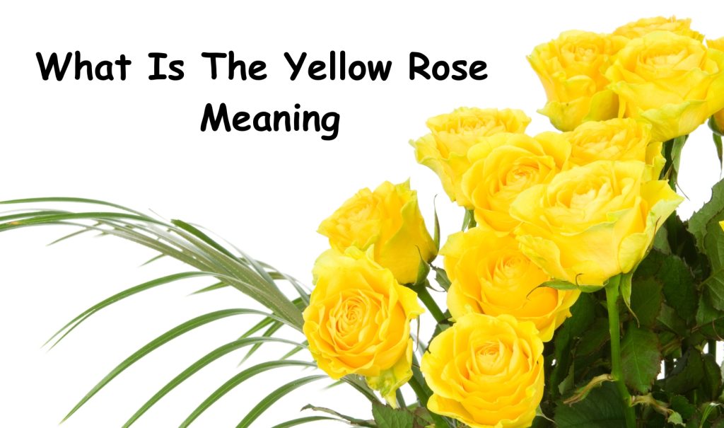 Yellow Rose Meaning