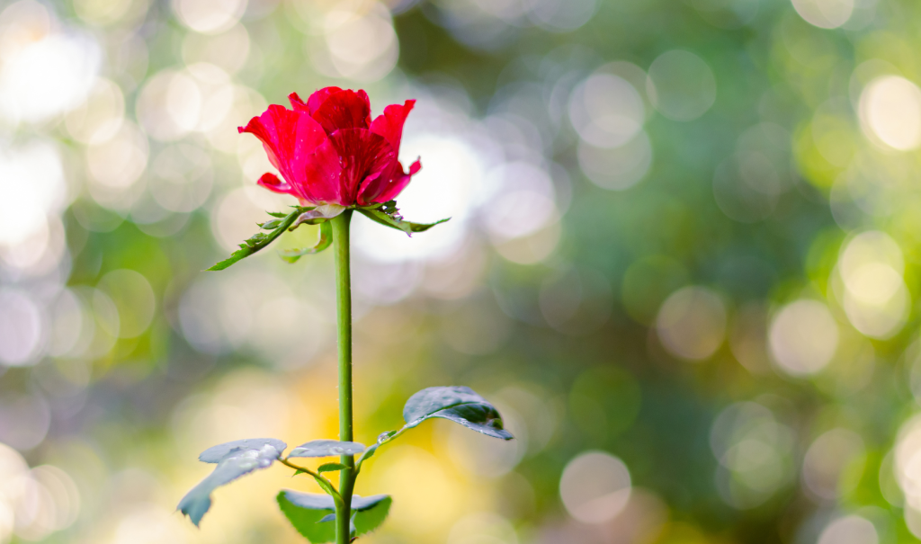 How Do Long Stem Roses Grow