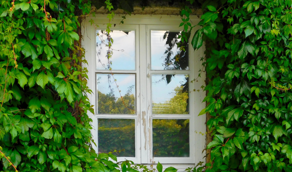 Don't Prune Ivy in September or October