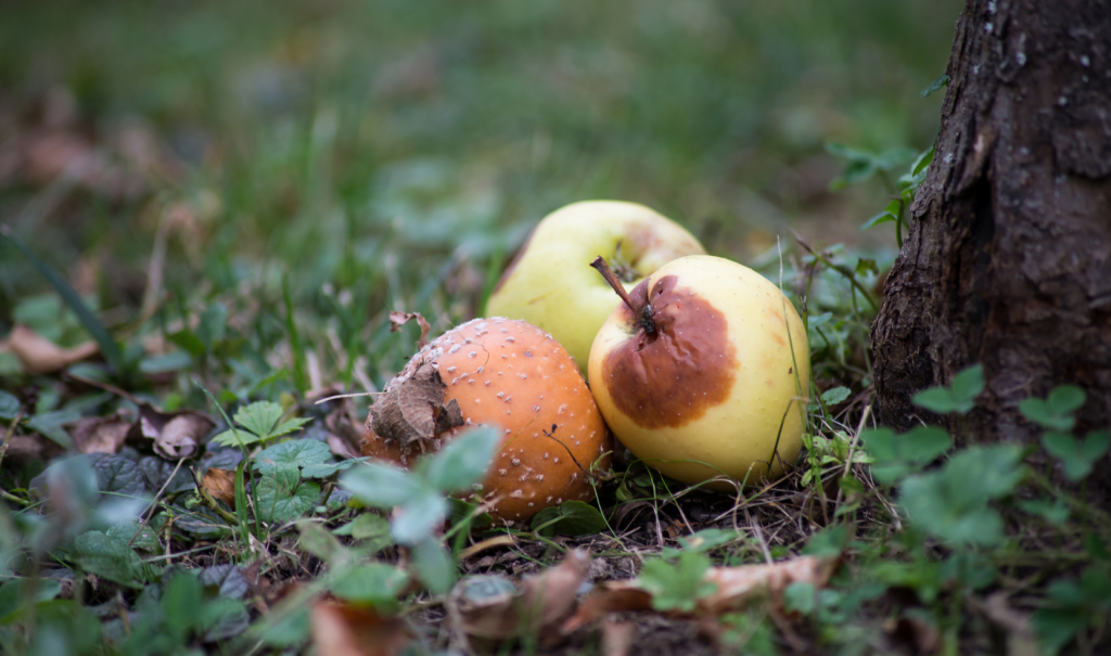 Fallen Fruit