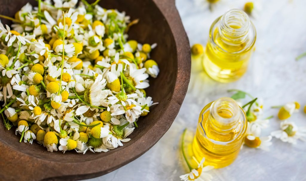 When to Harvest Chamomile