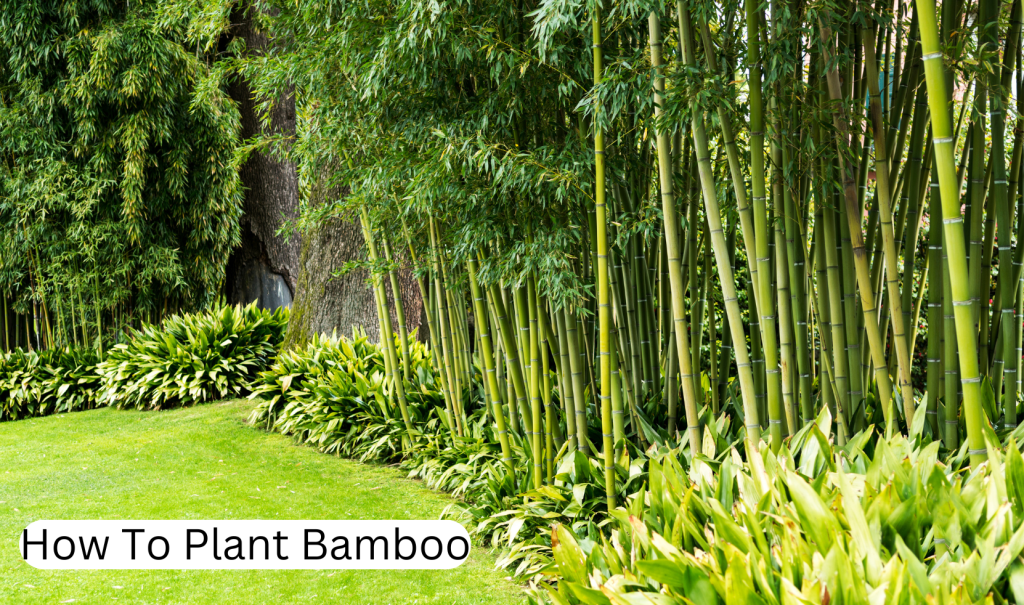 How to plant bamboo