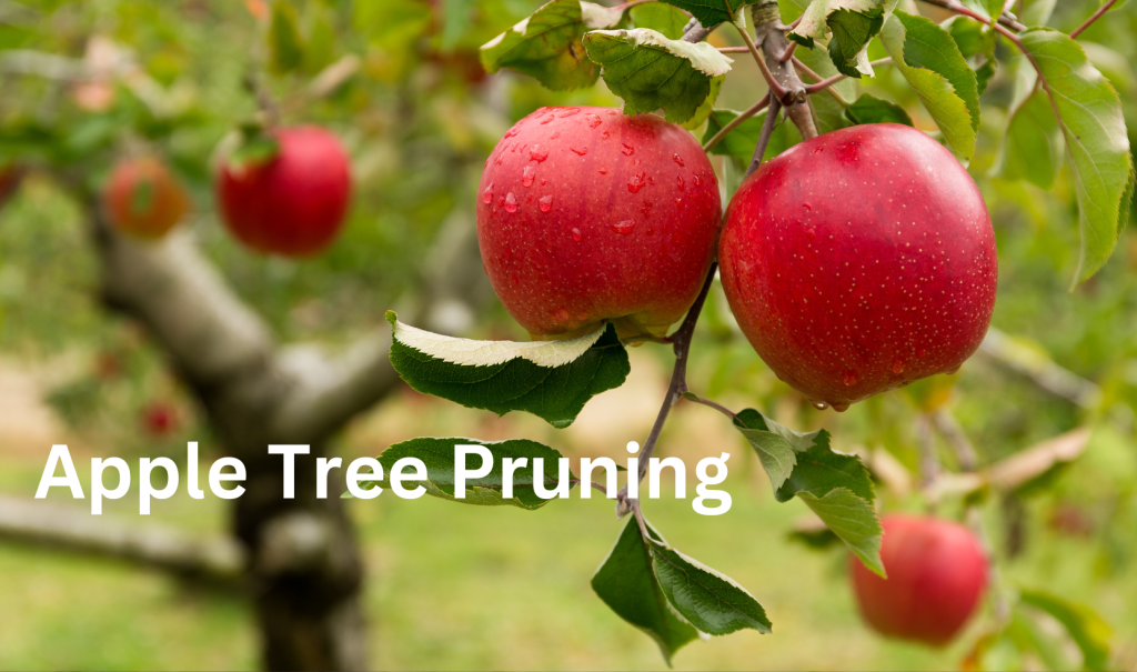 pruning an apple tree