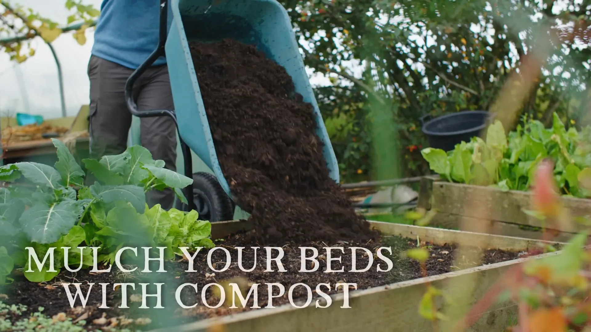 Applying compost as mulch