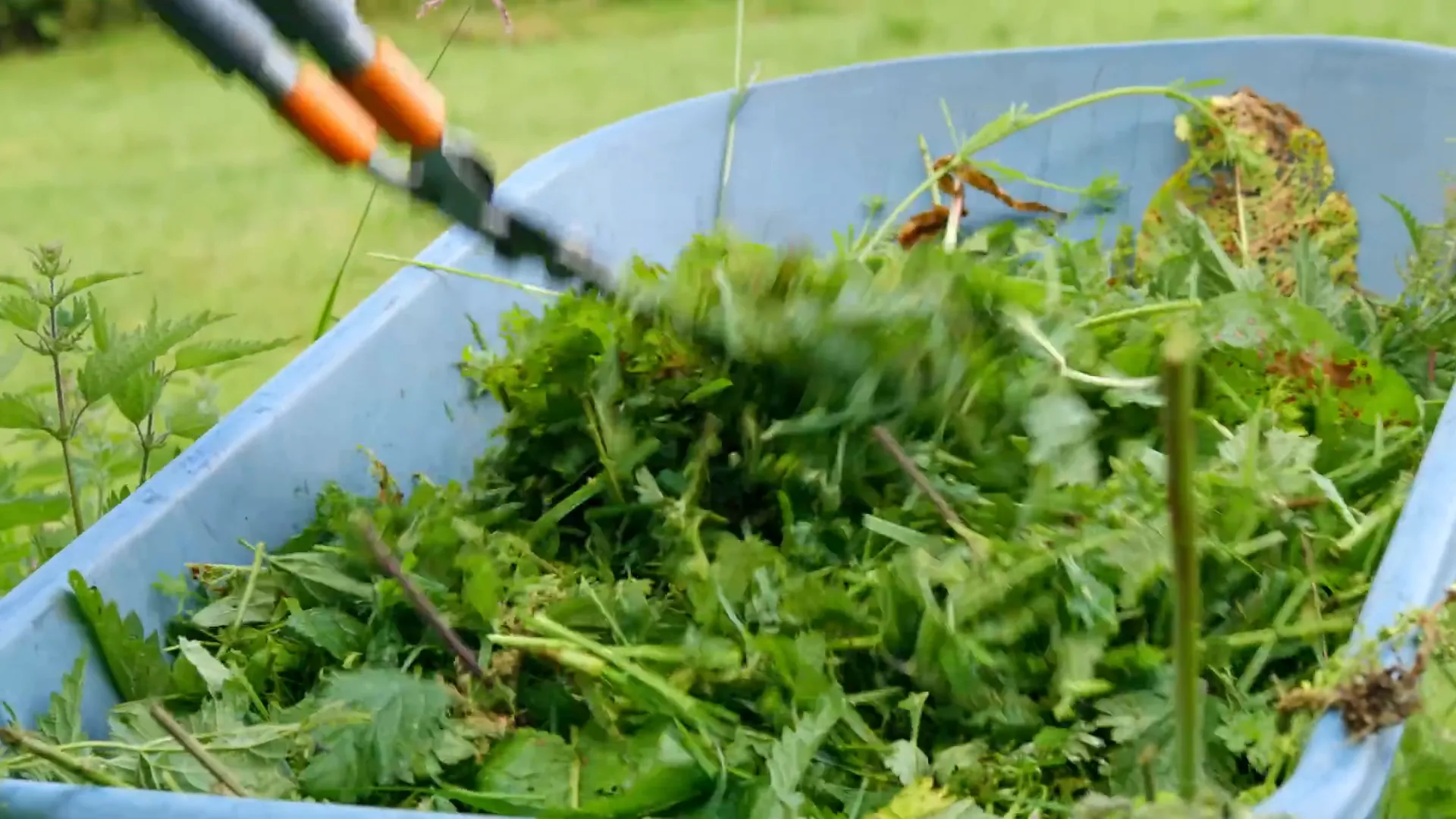 Collecting leaves for compost