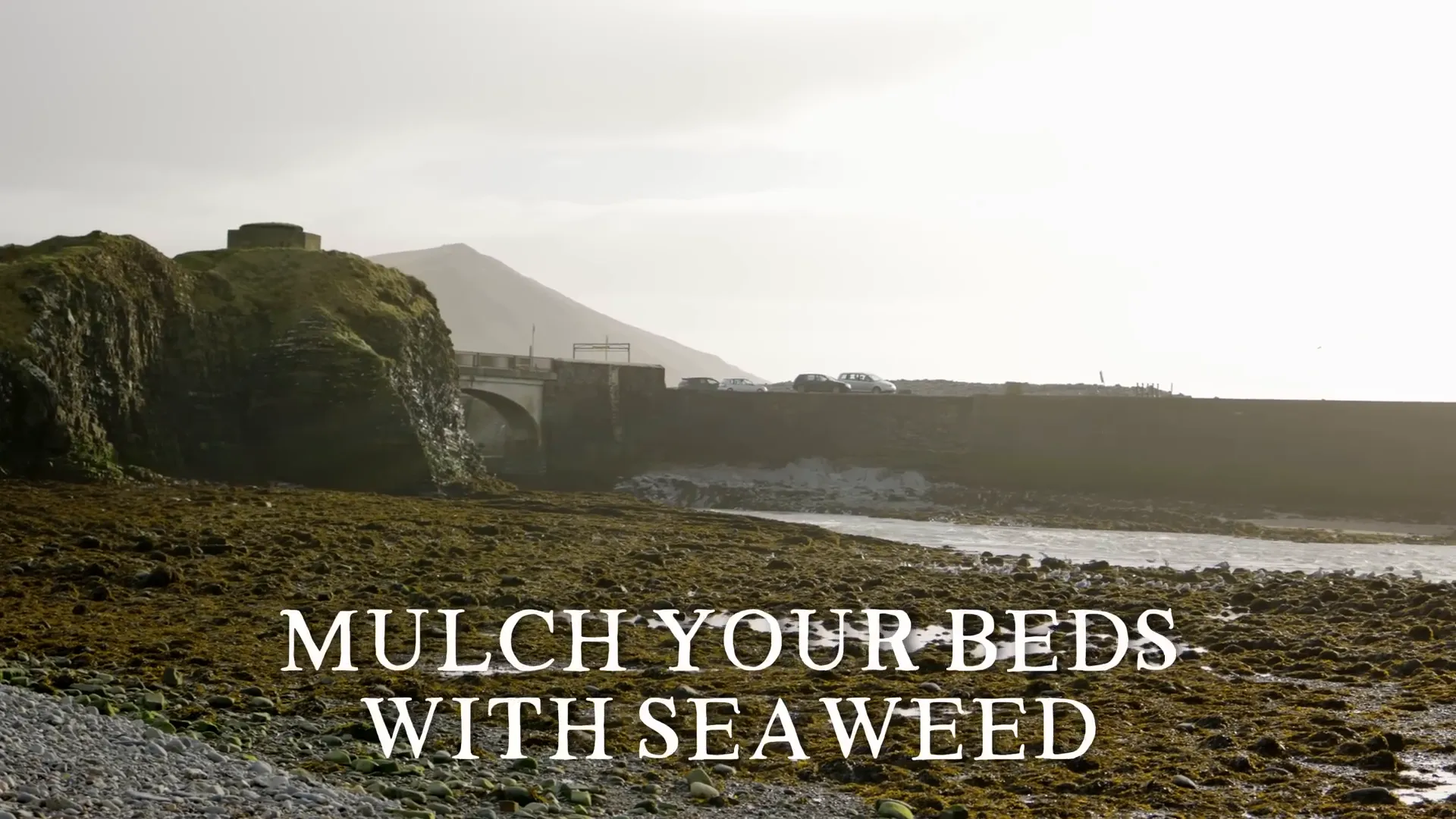 Applying seaweed mulch