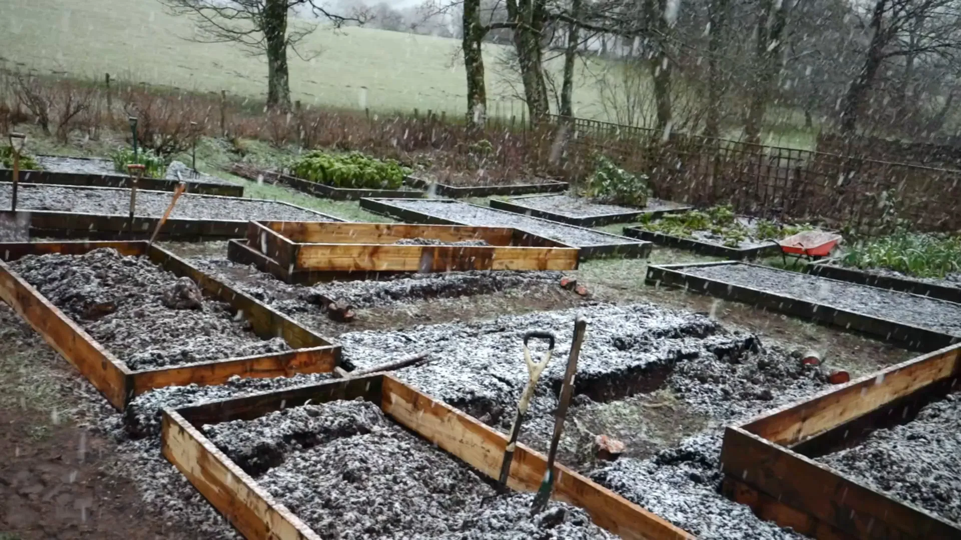 Moving plants into polytunnel