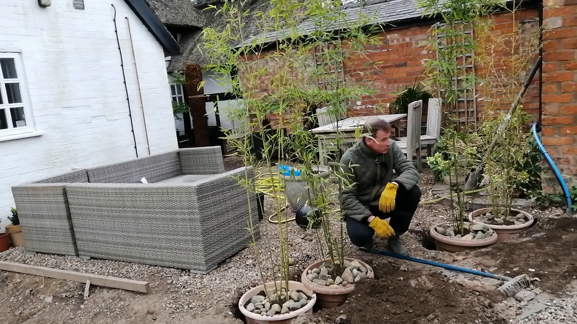 Beautiful bamboo in a garden setting