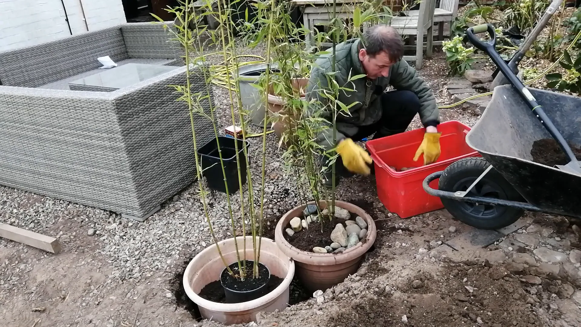 Watering bamboo plants