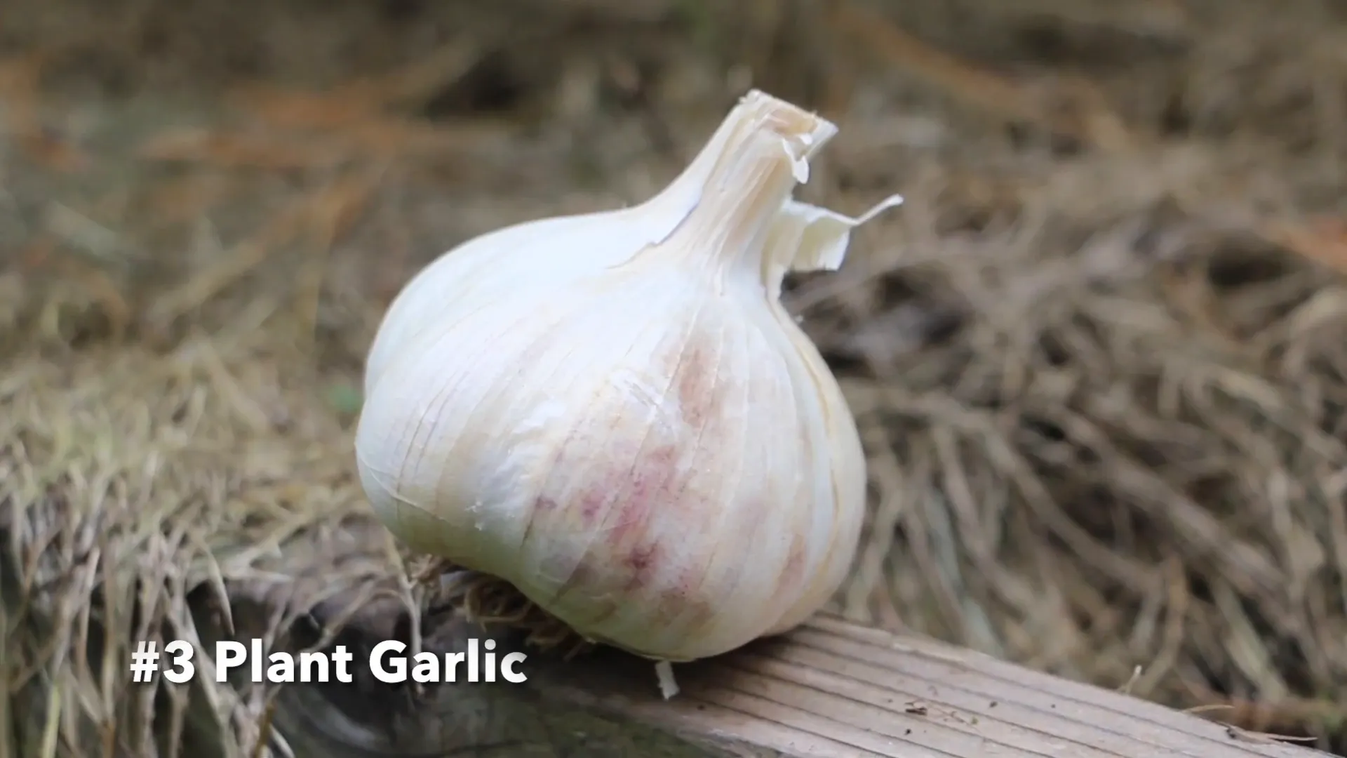 Planting garlic in a winter garden