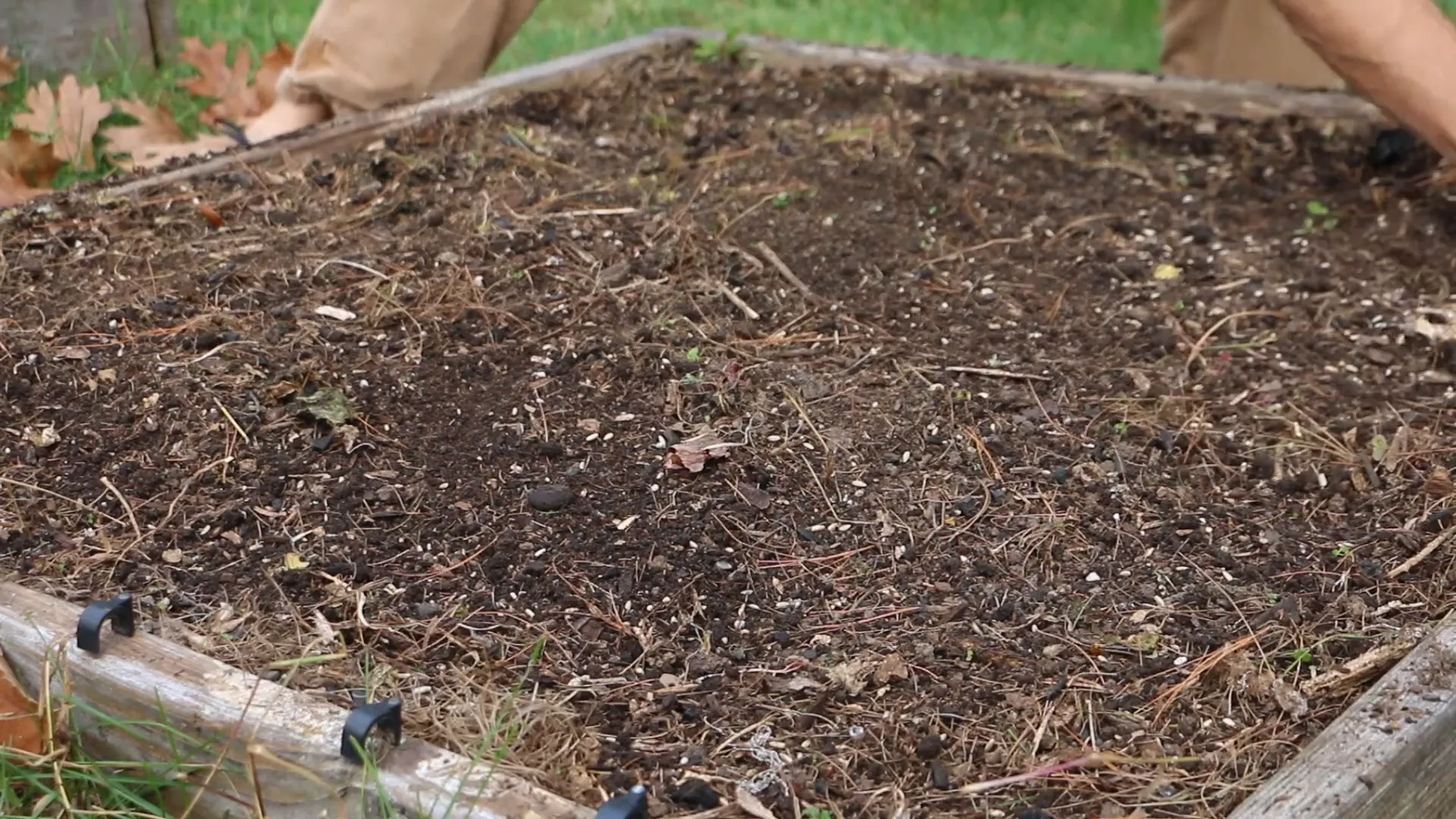 Planting cover crops in winter garden