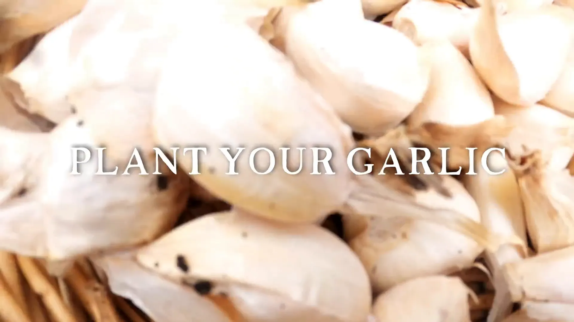 Planting garlic in winter