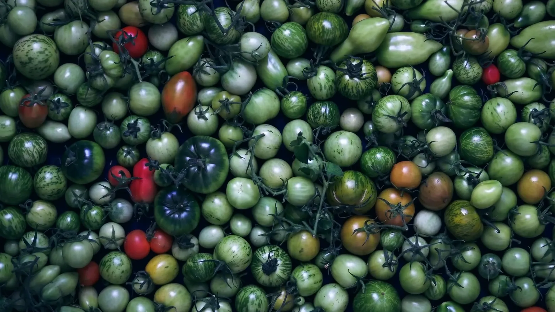 Making green tomato chutney