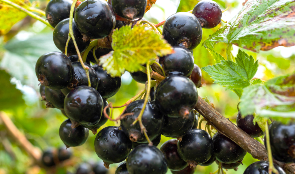 pruning blackcurrants