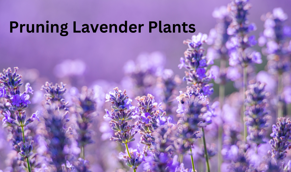 Pruning Lavender Plants