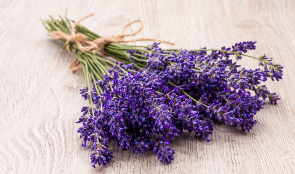 Pruning Lavender Plants