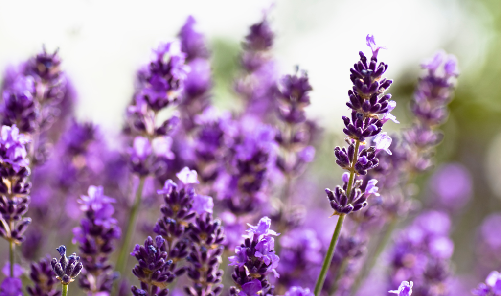 Pruning Lavender Plants,